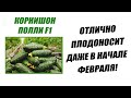 Корнишон Полли F1 отлично плодоносит даже в начале февраля!