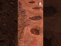 Dinosaur footprints from 150 million years ago