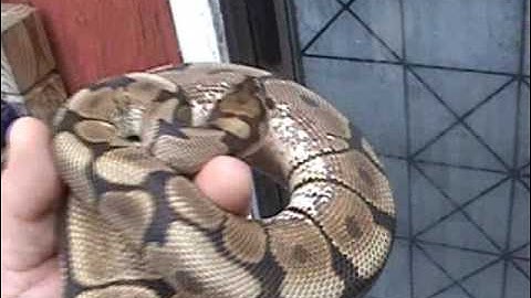 2007 Proven Breeder Spider Ball Python