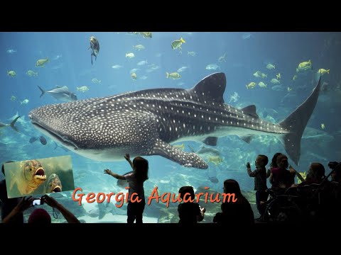 Georgia Aquarium Relaxing