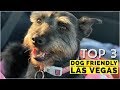 Top 3 Dog Friendly Places in Las Vegas, Nevada | Dog Friendly Travel | ep 8