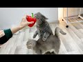 パプリカを食べた後、2本足で立つ猫 🌶️🐾
