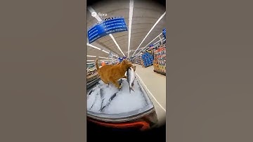 Sora 2 Cat Steals Fish