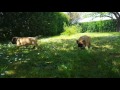 Bullmastiff puppies 6 weeks old