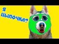 МАСКИ ДЛЯ ХАСКИ!! (Хаски Бандит) Говорящая собака