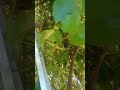 abunda el aguacate en esta zona 🥑pauma CA