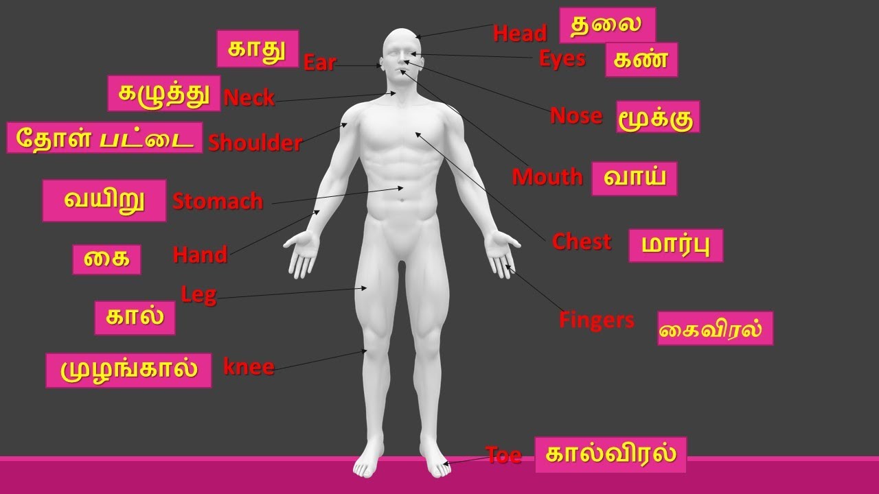 Human Body body Part For Kids Learning Tamil Intro human-body-body-part-for-kids-learning-tamil-intro