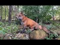 Алиса - Лиса / Прикольные Моменты с Алисой ч. 365/ Alice the Fox