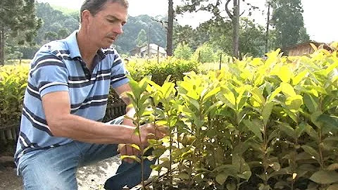 Como fazer mudas de Osmarin?