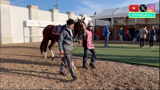 Kentucky Derby Winner Mystik Dan Runs in a Churchill Downs Allowance as a 2YO  His 3rd Career Start