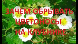 Клубника.Зачем обрывать цветоносы весной на клубнике?