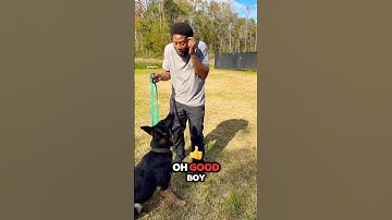 HOW TO TEACH YOUR DOG TO SPEAK/BARK ON COMMAND #dogs #dogowner #shorts #dogtraining #fy #barking