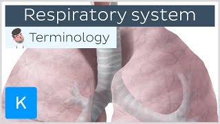 Respiratory system - Anatomical terminology for healthcare professionals | Kenhub