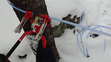 Drop Line Installation for Maple Sap Collection