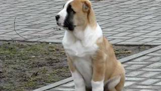 Alabay Puppies From Kennel Azijos Magija , Lithuania