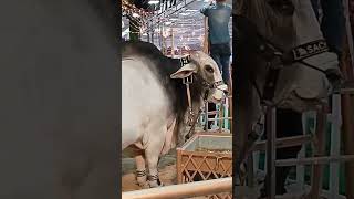 cow Mandi virlvideo  short video