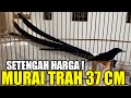 RUSAK SUDAH ! MURAI TRAH 37 CM, SEMUA DIJUAL MURAH MULAI 160 RIBUAN AGEN MURAI JOGLO