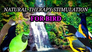 Smart Mastering - Natural Therapy  |  Rangsangan Terapi Natural Untuk Burung
