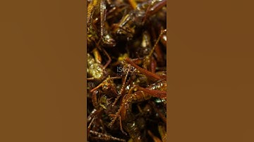 Fried Grasshopper | Nutritional Benefits