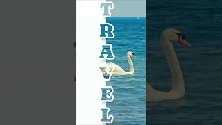 How to create Aesthetic Split-Screen Text Overlay on Mobile 📱✨ | Inshot tutorial #videoediting