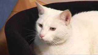 Repulsif Detecteur De Presence Pour Chien Chat Ssscat Youtube Repulsif Detecteur De Presence Pour Chien Chat Ssscat Youtube