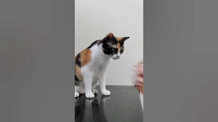 Cat enjoying some dehydrated Chicken bites 😋 #shorts #youtubeshorts #cat #billi