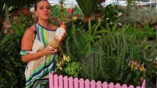 Impara a coltivare piante aromatiche in casa - timo basilico menta salvia  maggiorana rosmarino - YouTube