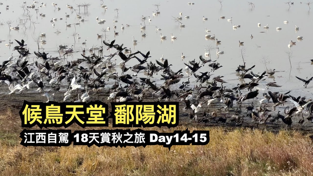 候鳥天堂鄱陽湖︱江西自駕︱18天賞秋之旅day14-15