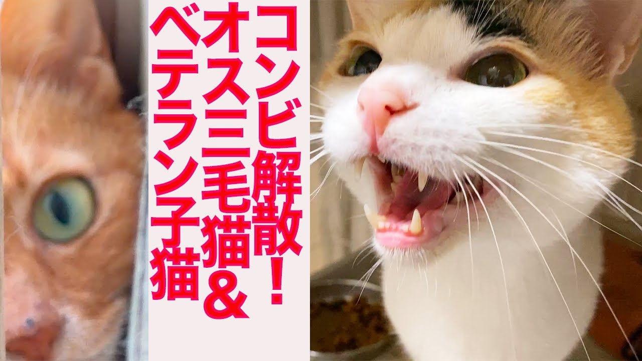 コンビ解散！オス三毛猫＆ベテラン子猫 The male calico's cat-duo