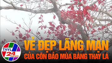 Vẻ đẹp lãng mạn của Côn Đảo mùa bàng thay lá