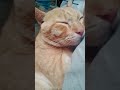 #cat #catsofyoutube #cutecat #kitty #cutest #catlife #catstagram #cute #pets #mycat #meowgical