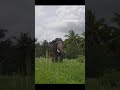 Happiness #shorts #elephantlove #elephant