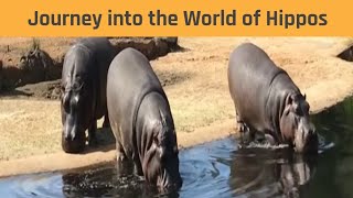 Behemoths of the River: The Majestic World of Hippos | #hippopotamus #wildlife #wildphotography