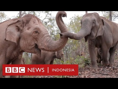 Video: Video Menunjukkan Sisi Gelap Pariwisata Gajah Thailand