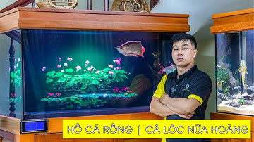 NGẮM HỒ THỦY SINH cùng JARVIS TANK - Combo 3 hồ chân tủ căm xe chơi 3 phong cách tại Bình Tân
