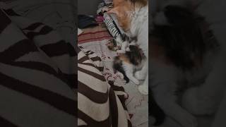 #cat