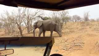 Elephants on the Move