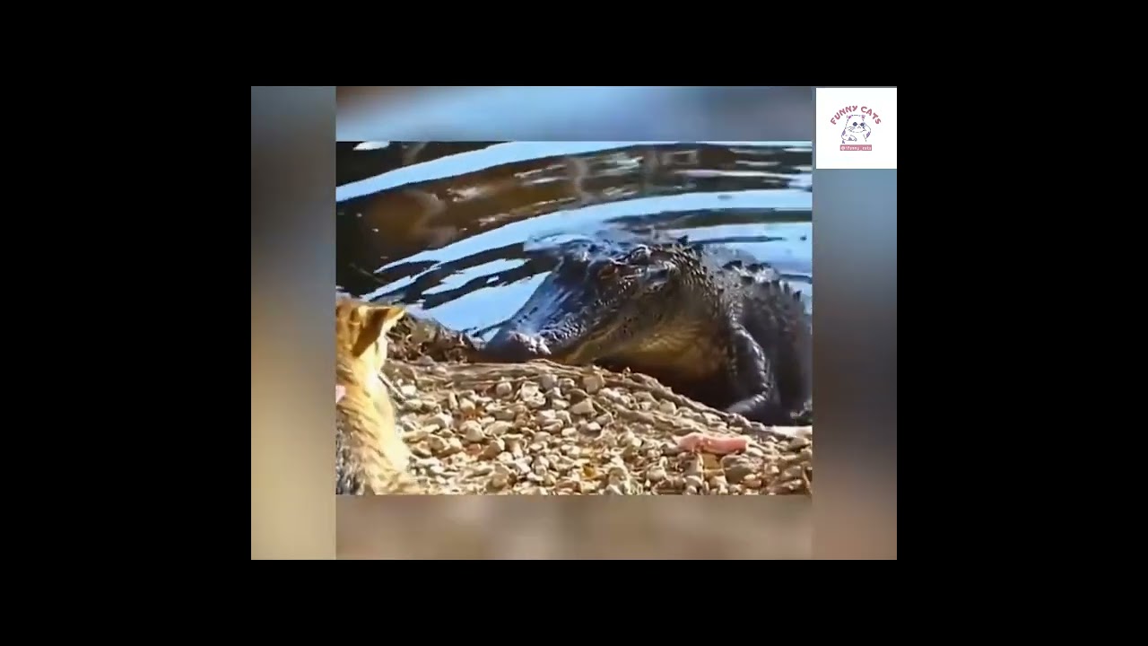 Do you think cats are the kings of all species? - Funny Cats