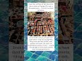 The Ancient Tanneries of Fez — A Thousand Years of Color 🌈🇲🇦 #shorts