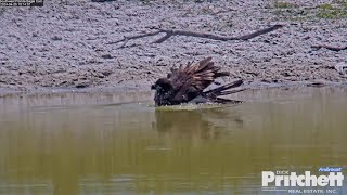 SWFL Eagles 4-25-24. E23 Soars in the Morning, then Takes an Afternoon Dip in the Pond! 🦅🏝️🛁