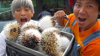 【乱獲?】異常に大量発生したハリセンボンを捕獲して捌いてみた！