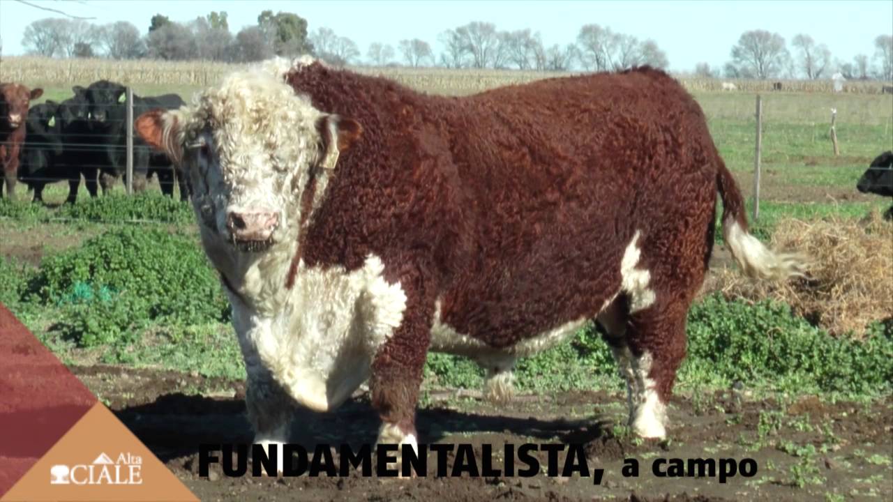 CIALE Alta Toro FUNDAMENTALISTA, Polled Hereford