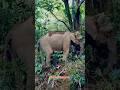 Giant Elephant Walking in the Jungle 🐘🌿 #wildlife #animals #viral #reels #short