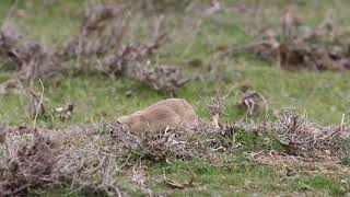 Anadolu Yer Sincabı / Gelengi / Ground Squirrel / Anatolian Souslik