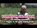 100 Dönüm Arazide 1,5 milyon TL Kazandıran Kornişon Salatalığı! - Maksat Üretmek