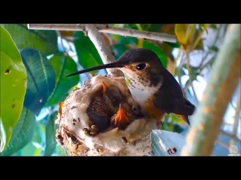 Bella Hummingbird Nest Cam Slo-motion of Baby stolen from nest  4-20-2016
