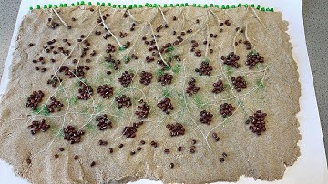 The Building of Macroaggregates by Hyphal Fungi - Stop Motion