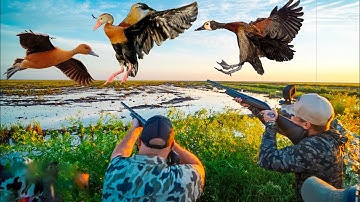 3 SPECIES OF PARAGUAY WHISTLING DUCKS!