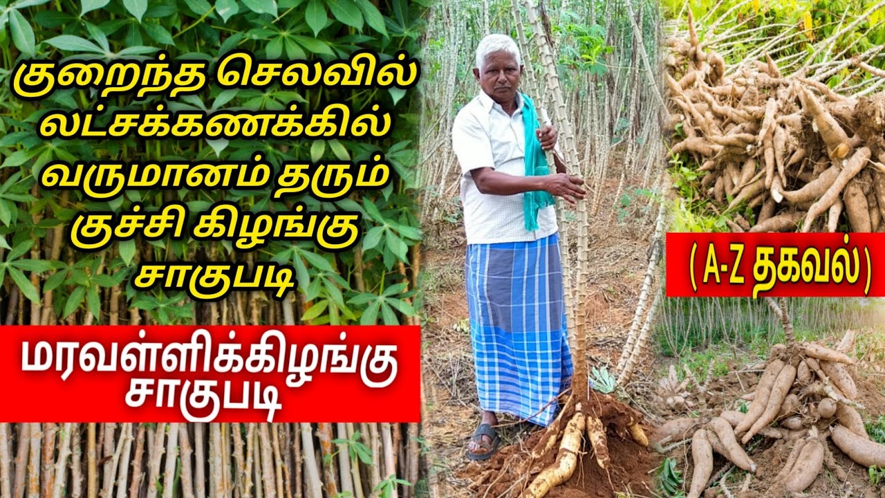   maravalli kilangu sagupadi in tamil  Manihot esculenta Tapioca  cassava cultivation