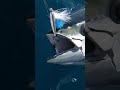 This Tuna Went Crazy on the Line!  #fishing #viralshorts  #fishinglife #fypシ゚viral